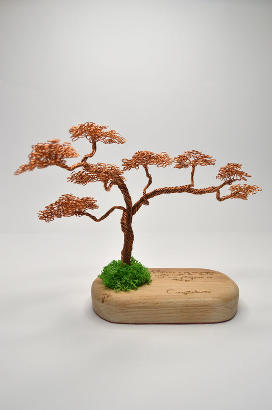 Bonsai Armonia – Artă și Natură Împletite Manual